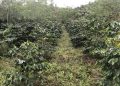 Kebun kopi