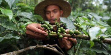Asosiasi Eksportir Kopi Indonesia Proyeksi Produksi Kopi di 2024 Turun