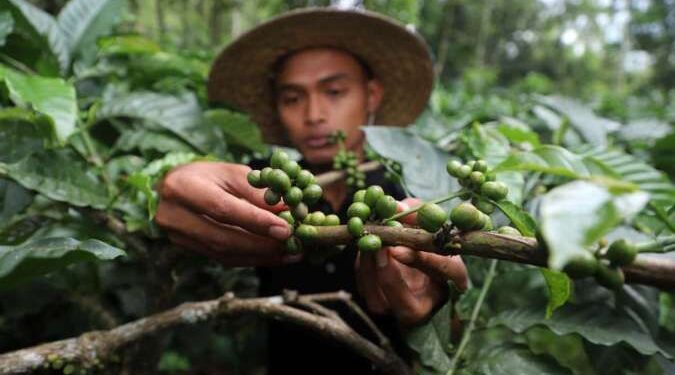 Asosiasi Eksportir Kopi Indonesia Proyeksi Produksi Kopi di 2024 Turun
