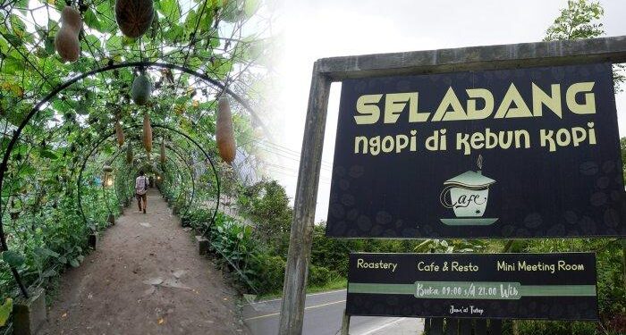 Seladang Cafe Tawarkan Ngopi Langsung di Kebun Kopi, Ada Minuman Tropis hingga Ubi Saos Kopi