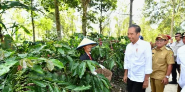 Ini Deretan Kopi Asli Lampung yang Enak dan Wajib Dicoba