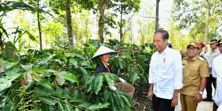 Ini Deretan Kopi Asli Lampung yang Enak dan Wajib Dicoba