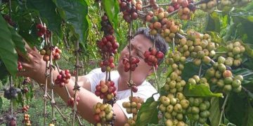 Update Harga Kopi di OKU Selatan Stagnan Rp 58.000 Perkilogram