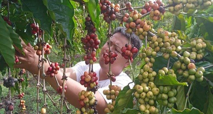 Update Harga Kopi di OKU Selatan Stagnan Rp 58.000 Perkilogram