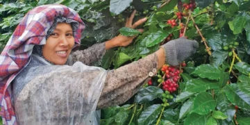 Sertifikasi Organik dan Fair Trade Kerek Nilai Jual Kopi