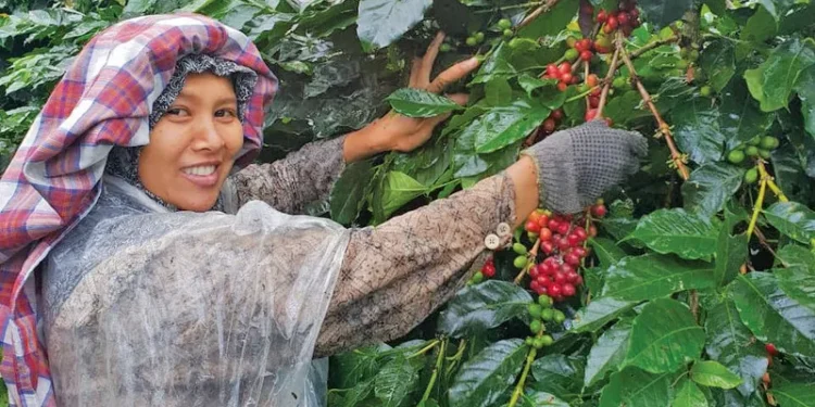 Sertifikasi Organik dan Fair Trade Kerek Nilai Jual Kopi